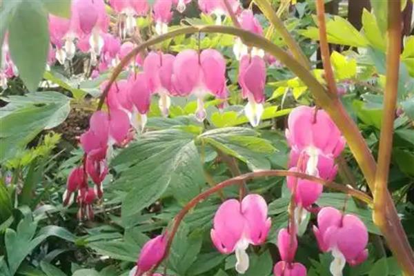 荷包花的花语，代表富贵吉祥、失落感伤等含义