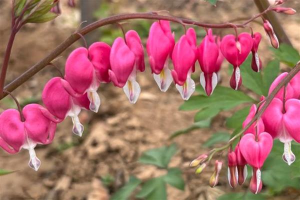 荷包花的花语，代表富贵吉祥、失落感伤等含义