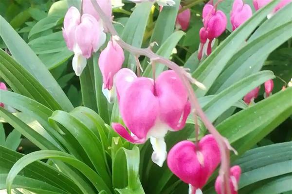 荷包花的花语，代表富贵吉祥、失落感伤等含义