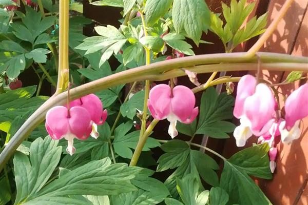 荷包花的花语，代表富贵吉祥、失落感伤等含义