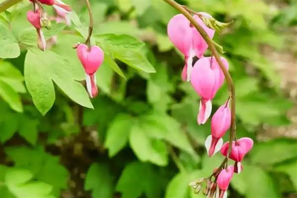 荷包花的花语，代表富贵吉祥、失落感伤等含义