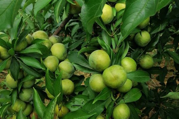 提高青脆李产量的方法，根据树龄决定追肥量