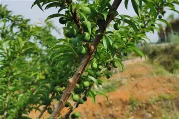 提高青脆李产量的方法，根据树龄决定追肥量