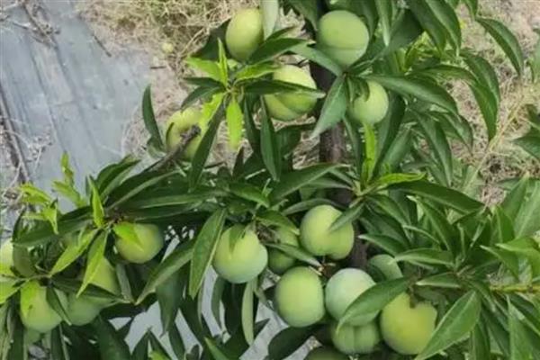 提高青脆李产量的方法，根据树龄决定追肥量