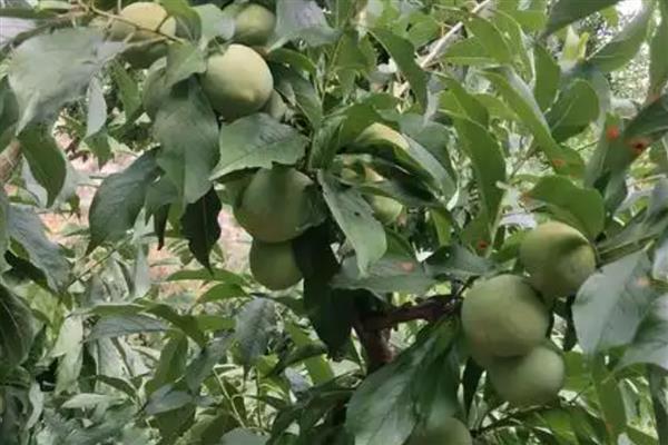 提高青脆李产量的方法，根据树龄决定追肥量