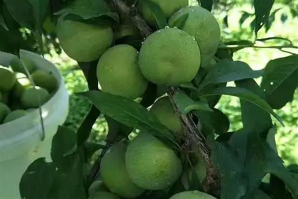 提高青脆李产量的方法，根据树龄决定追肥量