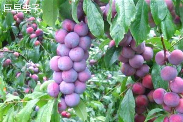 提高青脆李产量的方法，根据树龄决定追肥量