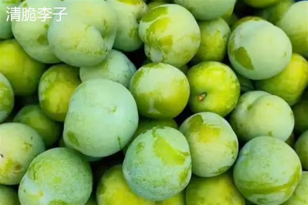 提高青脆李产量的方法，根据树龄决定追肥量