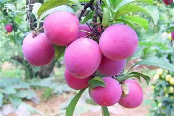 提高青脆李产量的方法，根据树龄决定追肥量