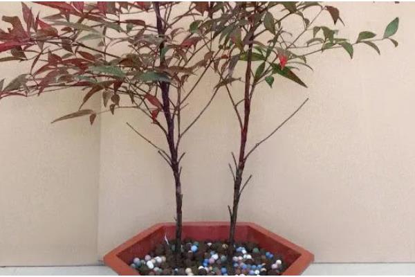 南天竹盆栽怎么养殖,平时要放在半荫、凉爽、湿润的地方