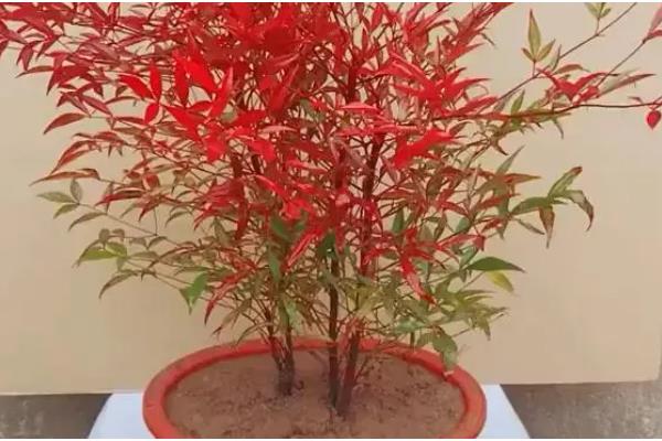 南天竹盆栽怎么养殖,平时要放在半荫、凉爽、湿润的地方