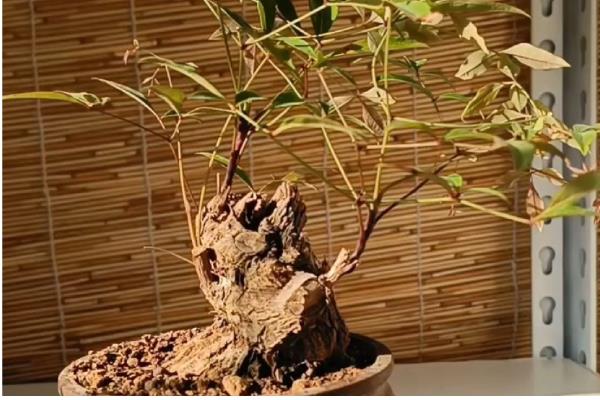 南天竹盆栽怎么养殖,平时要放在半荫、凉爽、湿润的地方