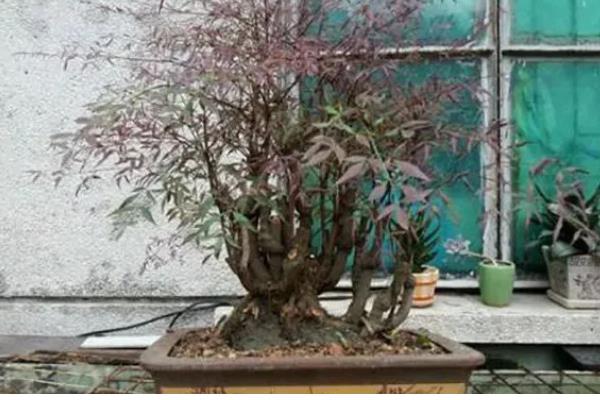 南天竹盆栽怎么养殖,平时要放在半荫、凉爽、湿润的地方