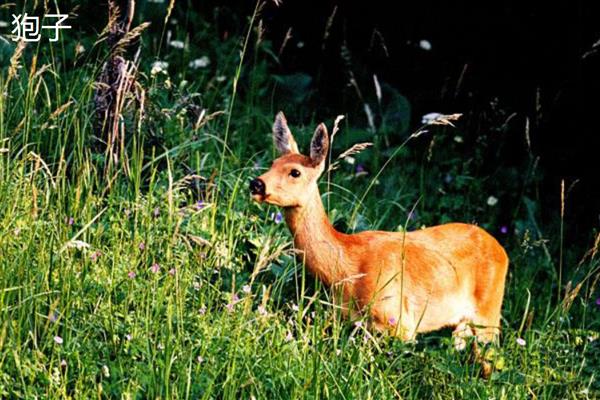 狍子和梅花鹿有什么区别，科属、形态、分布范围不同