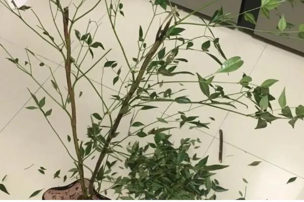 南天竹盆栽怎么养殖,平时要放在半荫、凉爽、湿润的地方