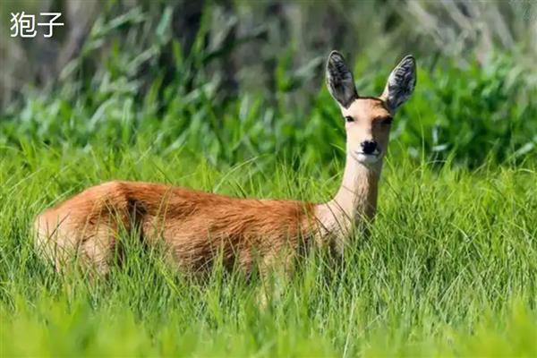 狍子和梅花鹿有什么区别，科属、形态、分布范围不同