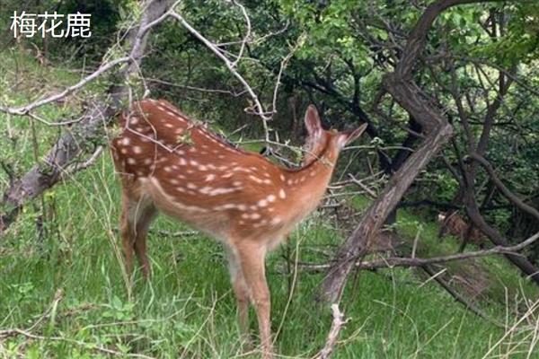 狍子和梅花鹿有什么区别，科属、形态、分布范围不同