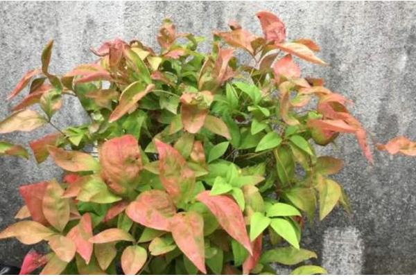 南天竹盆栽怎么养殖,平时要放在半荫、凉爽、湿润的地方