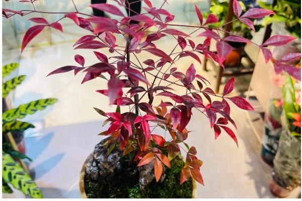 南天竹盆栽怎么养殖,平时要放在半荫、凉爽、湿润的地方