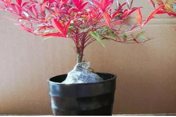 南天竹盆栽怎么养殖,平时要放在半荫、凉爽、湿润的地方