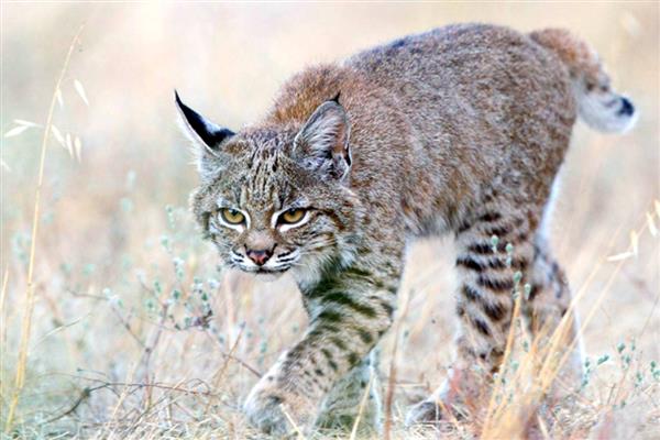 狍子和梅花鹿有什么区别，科属、形态、分布范围不同