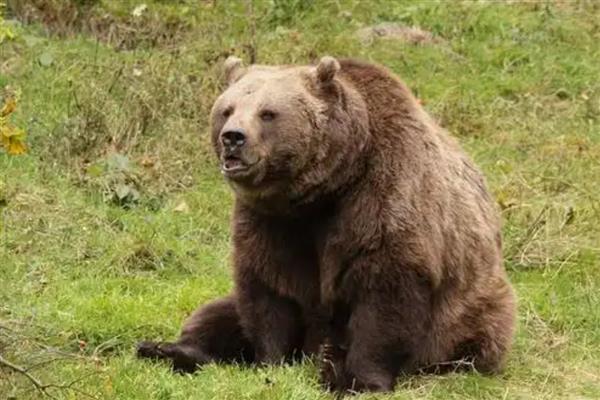 狍子和梅花鹿有什么区别，科属、形态、分布范围不同