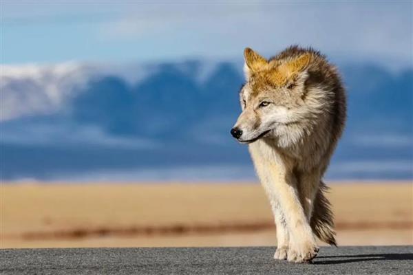 狍子和梅花鹿有什么区别，科属、形态、分布范围不同