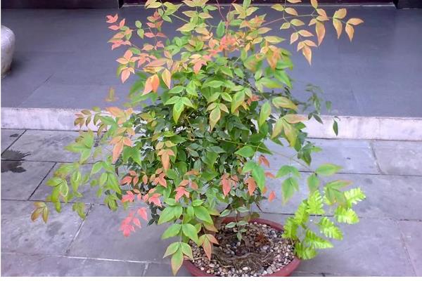 南天竹盆栽怎么养殖,平时要放在半荫、凉爽、湿润的地方