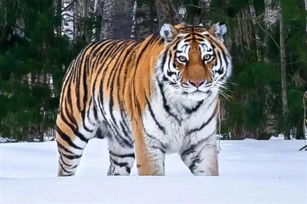 狍子和梅花鹿有什么区别，科属、形态、分布范围不同