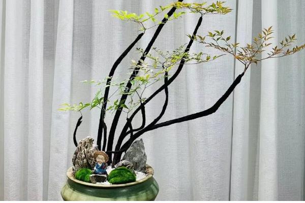 南天竹盆栽怎么养殖,平时要放在半荫、凉爽、湿润的地方