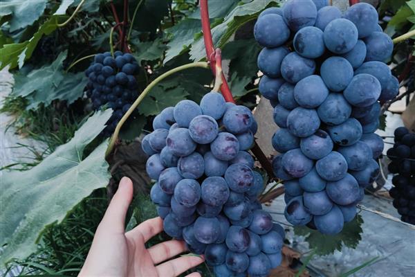 夏黑葡萄的成熟时间，熟期一般是7月份中下旬