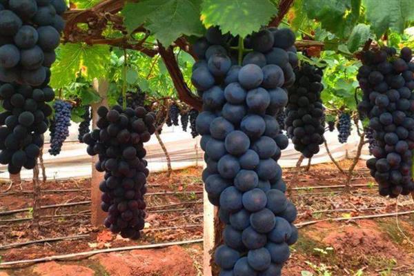 夏黑葡萄的成熟时间，熟期一般是7月份中下旬