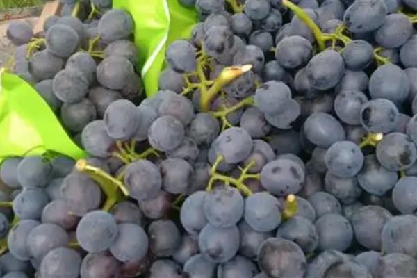 夏黑葡萄的成熟时间，熟期一般是7月份中下旬