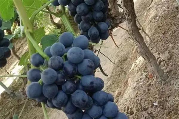 夏黑葡萄的成熟时间，熟期一般是7月份中下旬