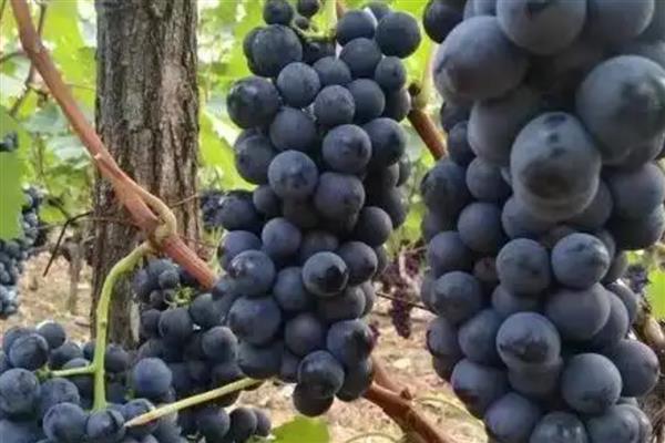 夏黑葡萄的成熟时间，熟期一般是7月份中下旬