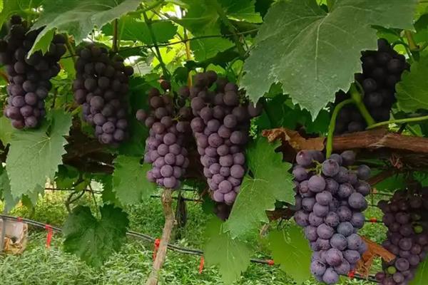夏黑葡萄的成熟时间，熟期一般是7月份中下旬