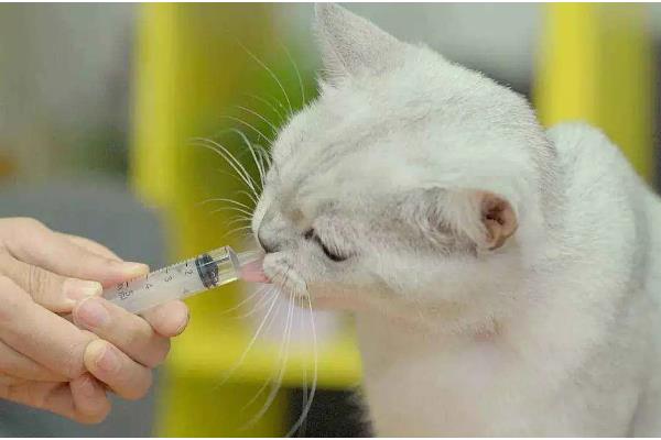 猫狗感冒咳嗽怎么办，根据当前季节使用不同的药物