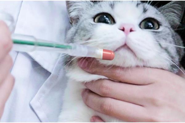 猫狗感冒咳嗽怎么办，根据当前季节使用不同的药物