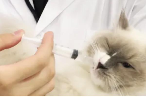 猫狗感冒咳嗽怎么办，根据当前季节使用不同的药物