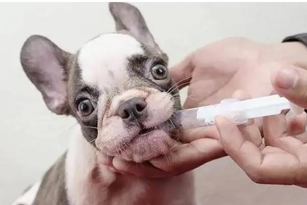 猫狗感冒咳嗽怎么办，根据当前季节使用不同的药物