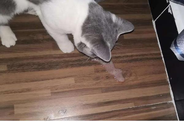 猫狗感冒咳嗽怎么办，根据当前季节使用不同的药物