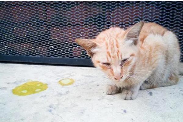 猫狗感冒咳嗽怎么办，根据当前季节使用不同的药物