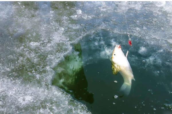 冰钓鲤鱼的深度，至少要达到2米