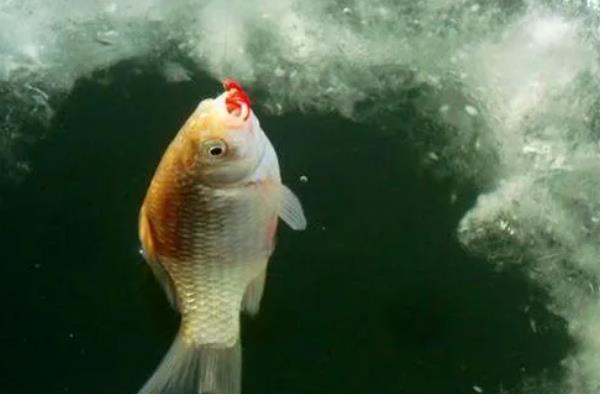 冰钓鲤鱼的深度，至少要达到2米