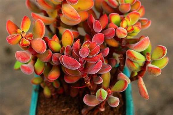 若歌诗直往高长的原因，可能是光照不足所致