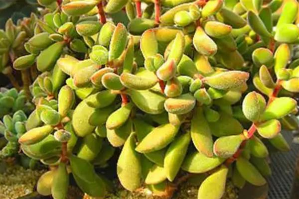 若歌诗直往高长的原因，可能是光照不足所致