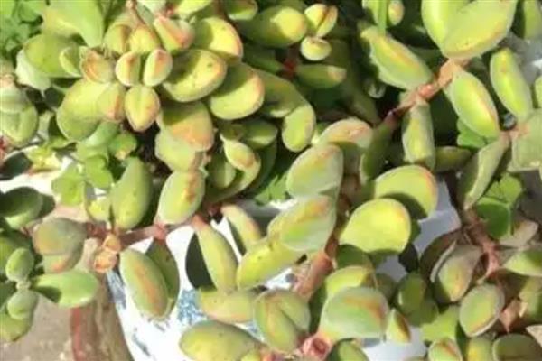 若歌诗直往高长的原因，可能是光照不足所致