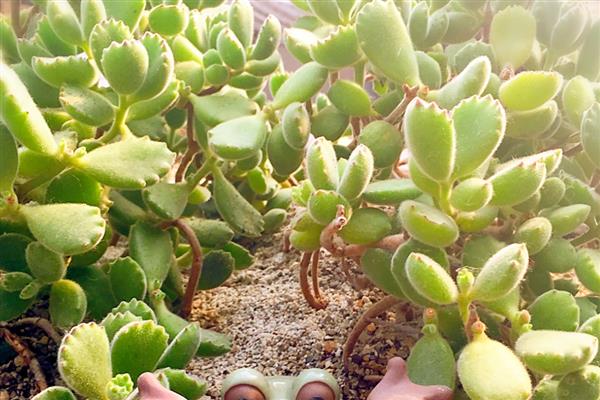 若歌诗直往高长的原因，可能是光照不足所致