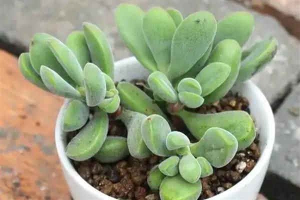 若歌诗直往高长的原因，可能是光照不足所致