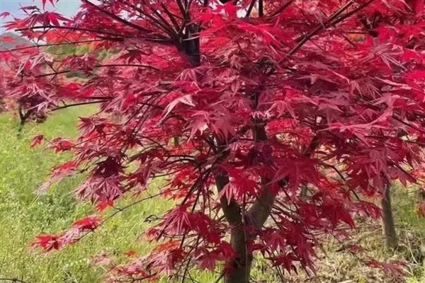 日本红舞姬红枫的养殖方法，春秋季节每隔3-4天浇一次水